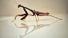 Praying Mantis reflections insects