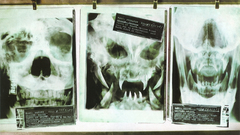 Predator X-ray alien