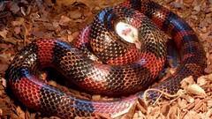 Predators snakes Prey Reptiles mice