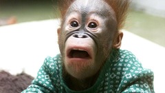 Primates Animals monkeys