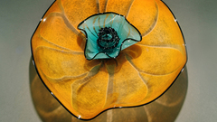 Professional photos high