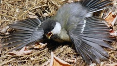 Protecting wings Birds Animals