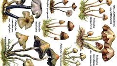 Psilocybe
