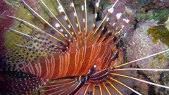 Pterois antennata high