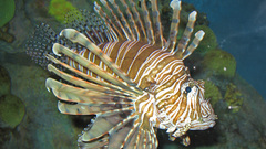 Pterois volitans high