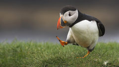 Puffin