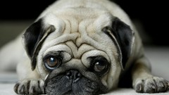 Pug
