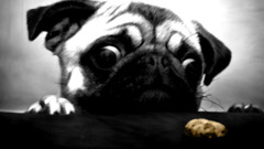 pug cookies Animals dog digital art Mammals
