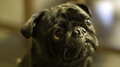 Pugs