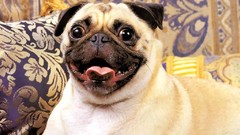 Pugs