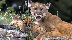 Puma cubs