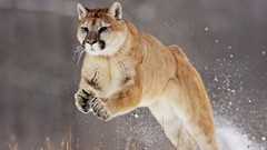 Puma jumping feline