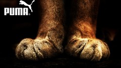 Puma paws