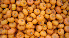 Pumpkins