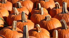 Pumpkins