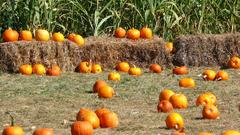 Pumpkins corn and hay