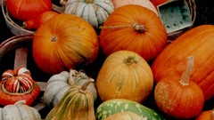 Pumpkins high Food and