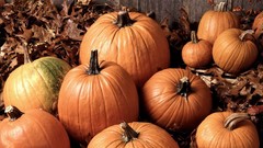 Pumpkins multicolor