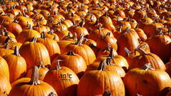 Pumpkins organic Food and