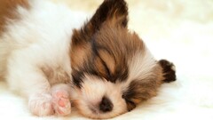 Puppies Animals dog baby animals Mammals