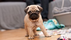 Puppies Animals Dogs Pugs