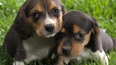 Puppies beagle