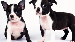 Puppies bulldog Pugs