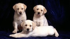 Puppies canine Animals Dogs