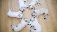 Puppies canine white Animals