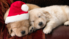 Puppies Christmas