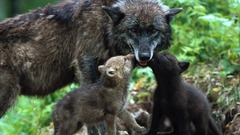 Puppies cubs Wolves
