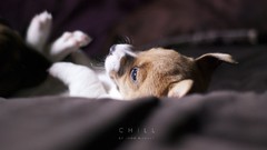 Puppies Dogs brown beds furry