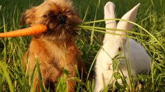 Puppies Dogs carrots Bunnies baby animals