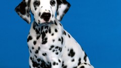 Puppies Dogs Dalmatians 101 Dalmatians Disney Company