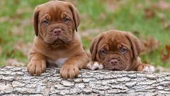 Puppies Dogs dogue de bordeaux