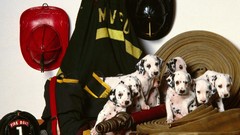 Puppies Dogs hats Dalmatians Friends uniforms firefighter