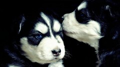Puppies Dogs husky