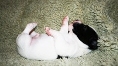 Puppies Dogs Jack Russell Terrier