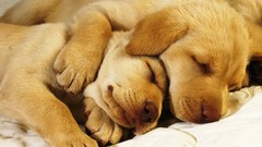 Puppies Dogs sleeping