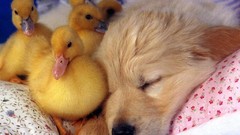 Puppies Ducks Dogs