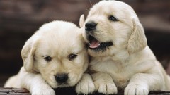 Puppies golden retriever
