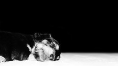 Puppies grayscale monochrome