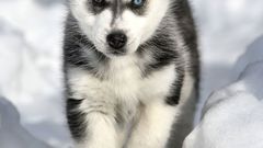 Puppies husky