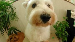 Puppies low resolution