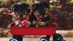 Puppies Radio Dogs flyers