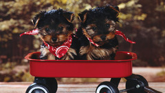 Puppies wagons