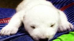 Puppy cub little flocke