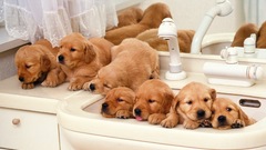 Puppy high Resolution