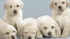 Puppys four white Animals