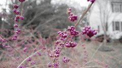 Purple Berries food nature